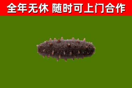 宁洱县烟酒回收干海参.jpg